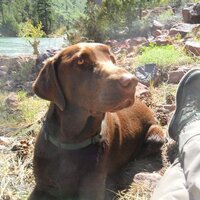 Georgia (@thebigbrown_dog) 's Twitter Profile