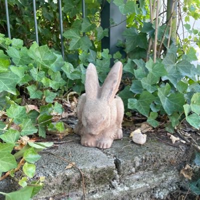 Pflege| Tomaten selbst anpflanzen,um auf Demos damit werfen zu können:WUTWURFGEMÜSE| ^..^ ☕️🏳️🌈|