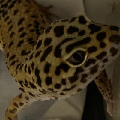 Indian_mei's profile picture.