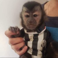 manocaki (@manocaki) 's Twitter Profile