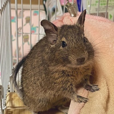 lexas1135degu's profile picture. デグーの飼い主です。 はるくん(♂)2021/2生まれ 2021/3/13お迎え 前足おハゲ