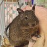 lexas1135degu's profile picture. デグーの飼い主です。 はるくん(♂)2021/2生まれ 2021/3/13お迎え 前足おハゲ