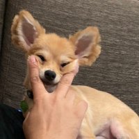 おかずのり (@dialogue_yoki) 's Twitter Profile