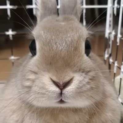 🐰しふぉん。4歳のミニウサギの女の子。　　　　　　　　　　
👩かいぬし。シルバニア村に移住したい。