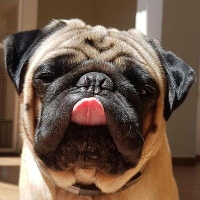 JuniorColanzi's profile picture. eu sei mais de carros do que você