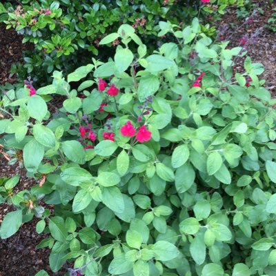 elf7ell3wev9e_p's profile picture. 🇯🇵 /👩‍⚕️💊/🐈‍⬛/🧶🧵/karaoke/drama