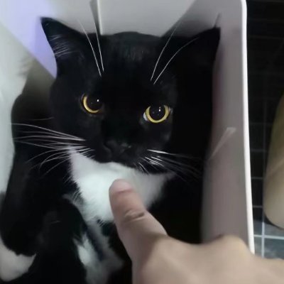 neko醬さんのプロフィール画像