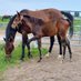 Francois Dupuis Stable (@dupuis_stable) Twitter profile photo Francois Dupuis Stable (@dupuis_stable) Twitter profile photo