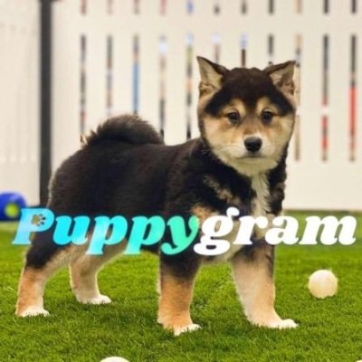 Welcom to puppy gram  here we puppies lovers u can massage puppy gram dog care puppies are available for order shipping is easy at affordable price