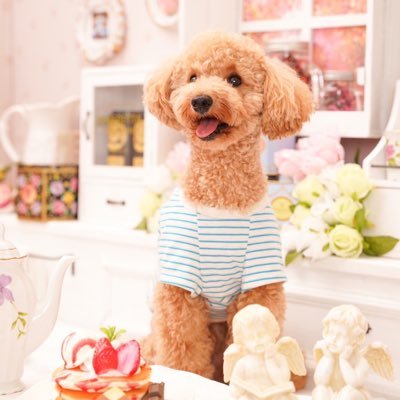 🐩トイプードル(アプリコット)/toy poodle(aricot) 🎂2020.12.24 ⚖️4.3kg（♂)📍日本/Japan