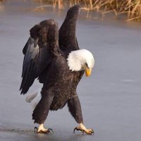 P (@lucky_left) 's Twitter Profile
