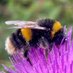 Bumbles Ramblings (@bumblebeebles) Twitter profile photo Bumbles Ramblings (@bumblebeebles) Twitter profile photo