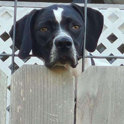 DennisSchnedler's profile picture. Conspiracy analysts/post nothing POS/yell to myself, love you all, MAGA ...OK!