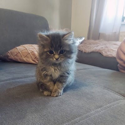 AndreaGrandjot's profile picture. 