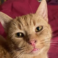 Miss Flossie McCat 💙 (@hamish_mccat) 's Twitter Profile Photo Miss Flossie McCat 💙 (@hamish_mccat) 's Twitter Profile Photo