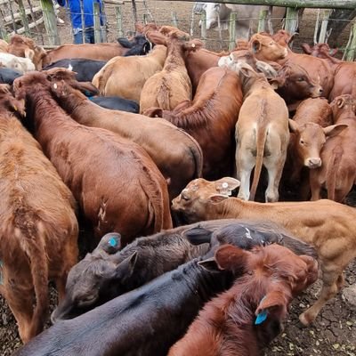 Mulalo86's profile picture. Aspiring livestock farmer🐂🐐 | Half marathon runner🏃‍♂️ | MTB  🚵‍♂️Race to the Sun finisher 2023 | opinions are my own, but RTs are not endorsement.2023