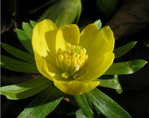 MyEranthis's profile picture. Eranthis line of skin care has taken the advances of science and nature together to retain the natural beauty of your skin.