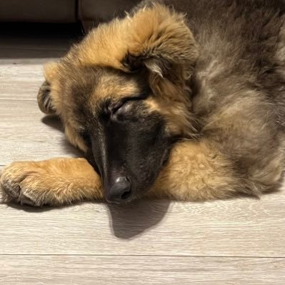 VincentNeave's profile picture. 