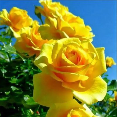 ywnsnwr4's profile picture. رجل احب الخير لكل الناس واحترم الاخرين متواضع وهادئ الطبع