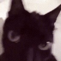 MonoChrome Fever (@monochromefever) 's Twitter Profile