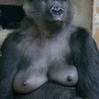 Ms. Gorilla(@GorgeousGorill4) 's Twitter Profile Photo