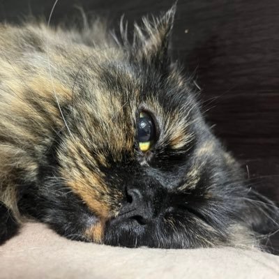 猫になりたい