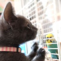 ちゃこ (@azshiho) 's Twitter Profile