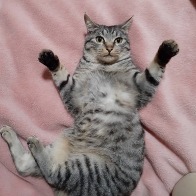 2021/9/5保護猫サンジとの生活を始めました🐈⬛ヘッダーはココ🐕パピヨン15歳♂2019/12/4旅立ちました🌈