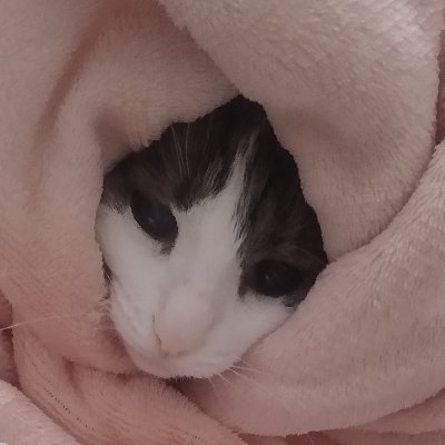 MPasquale10's profile picture. 