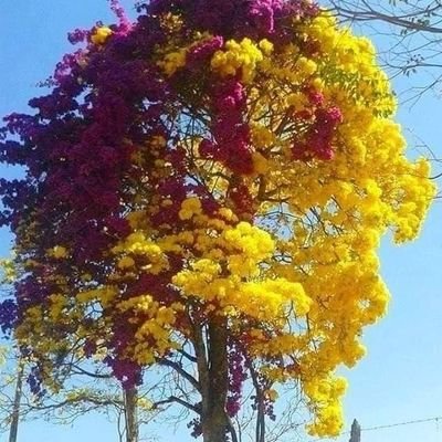 SelvaMontiel8's profile picture. 