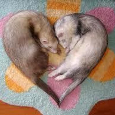 ferretcini's profile image