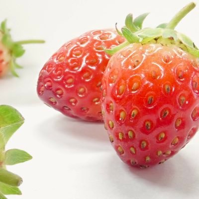 とある地方の🍓生産者 #新規就農1年目 #脱サラ