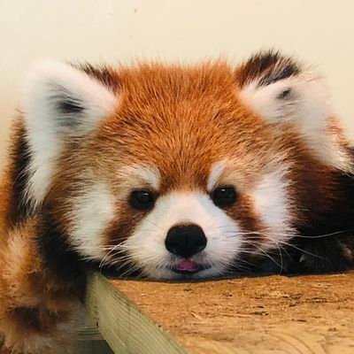 7w7_7dr9m_4's profile picture. 2次元ｦﾀ/成人済/審神者兼ﾏｽﾀｰ/漫画が主食(BL,ﾌﾗｼﾞｬｲﾙ,ﾎﾞﾙﾑ,ﾌﾞﾙﾋﾟ,ﾒﾀﾞﾘｽﾄ(司先生&理凰君推し))/ﾏﾘｵRPG/どつ🧡/ﾓﾙｶｰ/あつ森/ﾎﾟｹV/だっとちゃん/ムーちゃん/ﾁﾝｱﾅｺﾞ/ﾄﾐｶ初心者/舟を編む