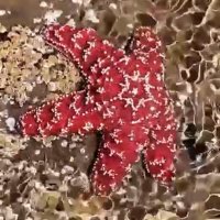 😽نجمه الغامدي😽 (@ghamdinajma) Twitter profile photo