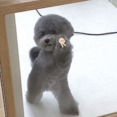 mao_13245's profile picture. 