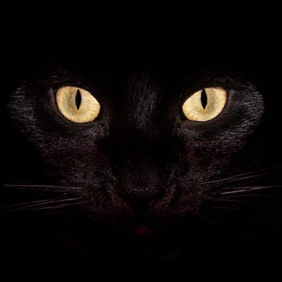 無類の黒猫スキー。
猫は宇宙。黒猫は宇宙からの使者。
夢は黒猫を何匹も家族にして、黒猫まみれになって「誰が誰だか判らないー!!」と嬉しい悲鳴をあげること。
現在エア猫飼い。
小説を読んでもらうために始めたら黒猫に侵略された垢。
特撮垢→@leone_dougu
