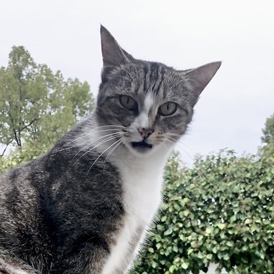 successkhalifah's profile picture. What arc am I on today?! We’ll see