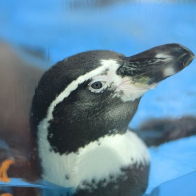 gnr403's profile picture. RailSim2は休止中のはずです…。
データが飛んでからモチベーションが上がりませんでした…。
静岡に生息してる鉄道が好きな青年です。