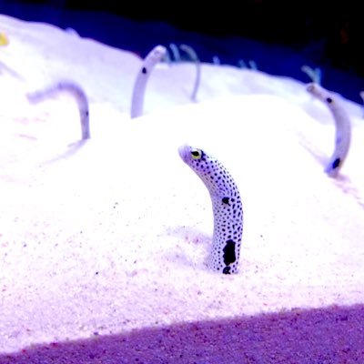 5555mrkr's profile picture. A