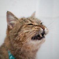 Myblues (@mywitch3) 's Twitter Profile