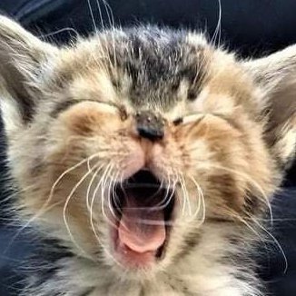 shinnjannn's profile picture. 