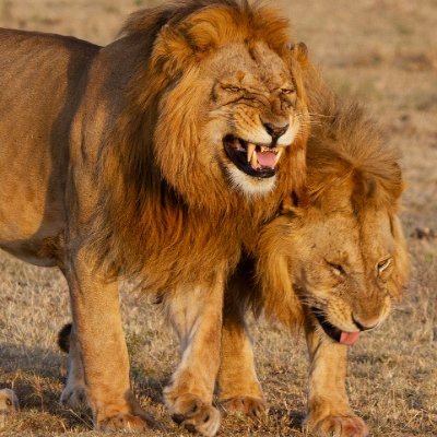 stephmurimi's profile picture. Child of the Kingdom