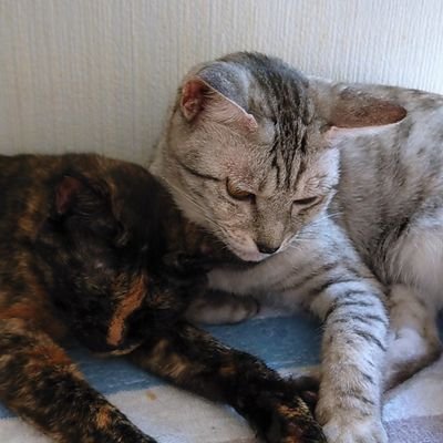 春馬さんを求め来ましたが…。
最近は🐱話や雑談が多めです
デモ参加者及び一般常識・公序良俗に欠ける方(言葉遣い等)思考が違うので絡みません
😺2匹います
2021.12/2から毎年🌈橋を渡り5匹から2匹へ。少なくなり静かな家に