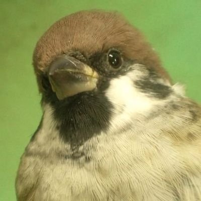【重要】生き物関連研究して仕事にしたいなら急げ!とにかく急げ!手元の視力が確かな期間は思ったより短いぞ!【ミュート推奨】お釜から直接に冷やご飯を喰らう妖怪【国をマレーシアにしたらエロ広告減った!!】たまに頭上通過した機を #Flightradar24 で見て呟きます。ver.20250312