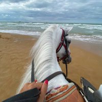 مهرَة . (@mahralshamsi) 's Twitter Profile Photo