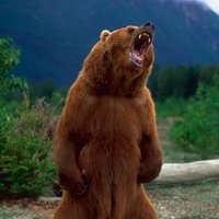 Billionair Bear(@BillionairBear) 's Twitter Profile Photo