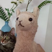 Alpaca Alfredo(@AlpacaAlfredo) 's Twitter Profile Photo