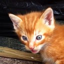 George Fedak - @fedak17 - Twitter