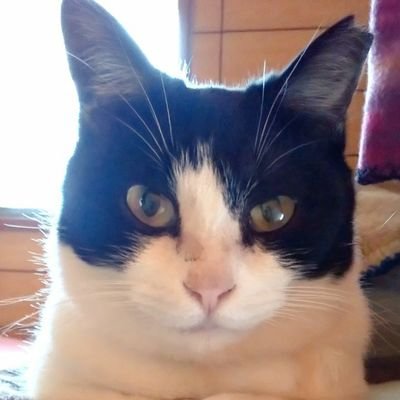 ハチワレ猫ハチコと生活し、猫好き。
仕事は、スーパーの日配担当。
美味しいモノを愛し、いち早く知るために、、美味しいモノを食べるために、、そして大好きなハチコのために仕事をしている。
食べるの大好き食いしん坊女子。
お菓子を作るのも食べるのも好き。
とくにパンとからあげとチキン南蛮と愛猫のハチコが大好き。