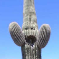 Kaktus(@MenuKaktus) 's Twitter Profile Photo